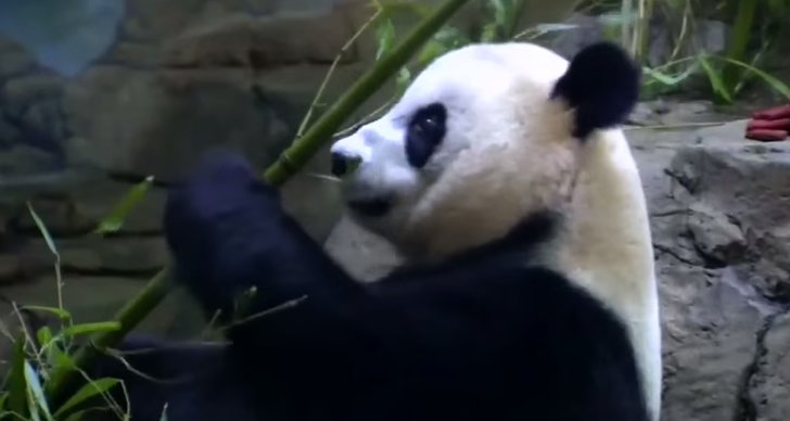 Panda, Tvillingar, Bebis, Jattepanda